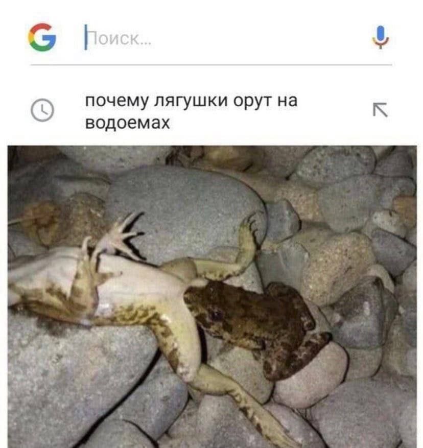 and почему лягушки орут на водоемах