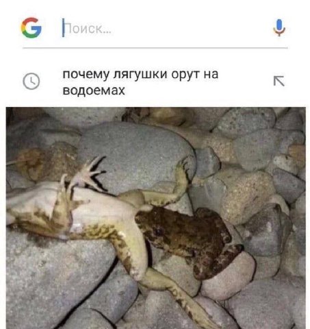 and почему лягушки орут на водоемах