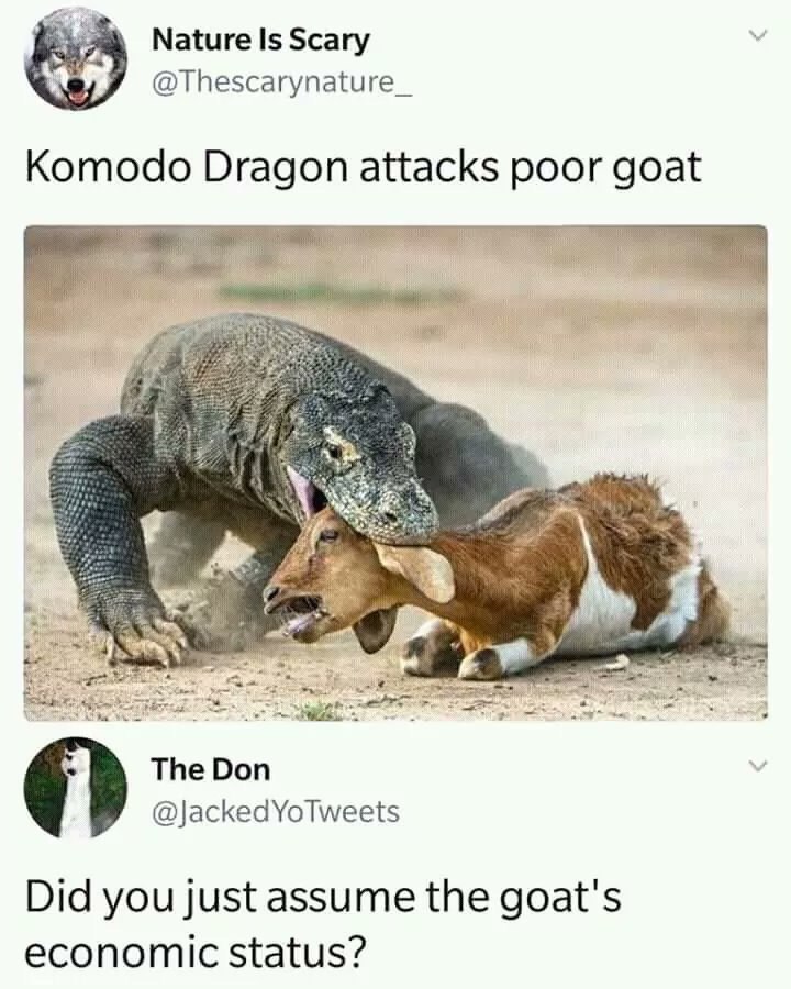 Nature Is Scary @Thescarynature_ Komodo Dragon attacks poor goat why The Don @JackedYoTweets Did you just assume the goat's economic status?