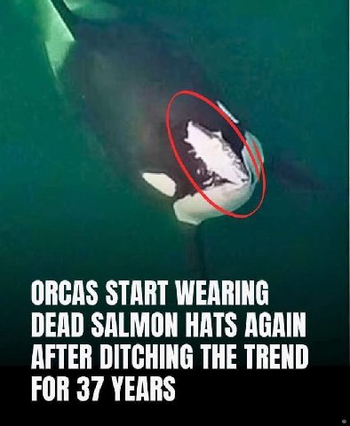 ORCAS START WEARING DEAD SALMON HATS AGAIN AFTER DITCHING THE TREND FOR 37 YEARS