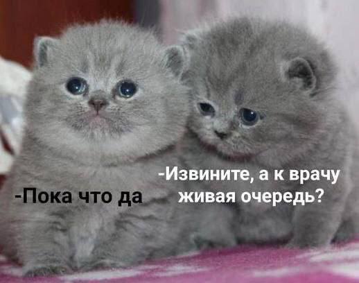 -Извините, а к врачу живая очередь?