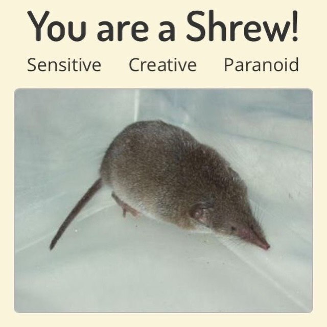 You are a Shrew! Sensitive Creative Paranoid