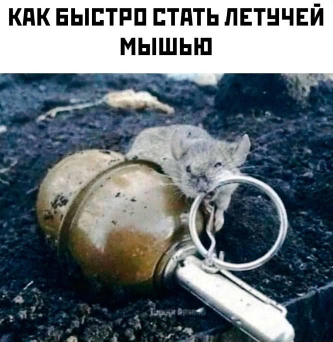 КАК БЫСТРО СТАТЬ ЛЕТУЧЕЙ МЫШЬЮ