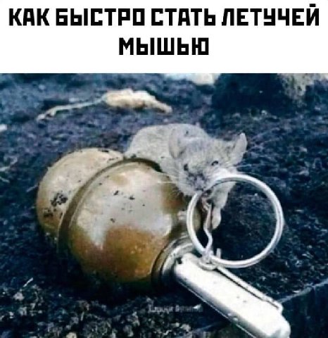 КАК БЫСТРО СТАТЬ ЛЕТУЧЕЙ МЫШЬЮ