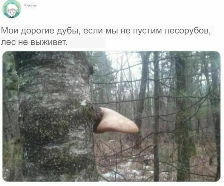 Мои дорогие дубы, если мы не пустим лесорубов, лес не выживет. 5 А a yup i ale