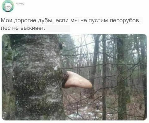 Мои дорогие дубы, если мы не пустим лесорубов, лес не выживет. 5 А a yup i ale