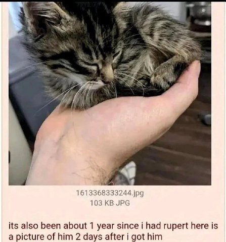 #5 я, 103 JPG its also been about 1 year since i had rupert here is a picture of him 2 days after i got him
