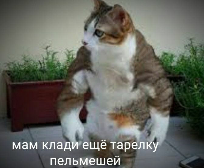 a мам клади ещё тарелку пельмешей
