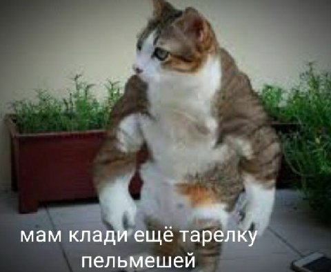 a мам клади ещё тарелку пельмешей