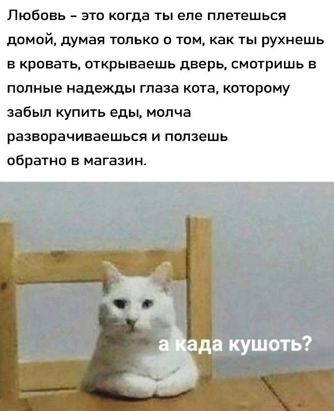 Любовь это когда ты еле плетешься домой, думая только о том, как ты рухнешь в кровать, открываешь дверь, смотришь в полные надежды глаза кота, которому забыл купить еды, молча разворачиваешься и ползе
