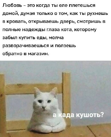 Любовь это когда ты еле плетешься домой, думая только о том, как ты рухнешь в кровать, открываешь дверь, смотришь в полные надежды глаза кота, которому забыл купить еды, молча разворачиваешься и ползе