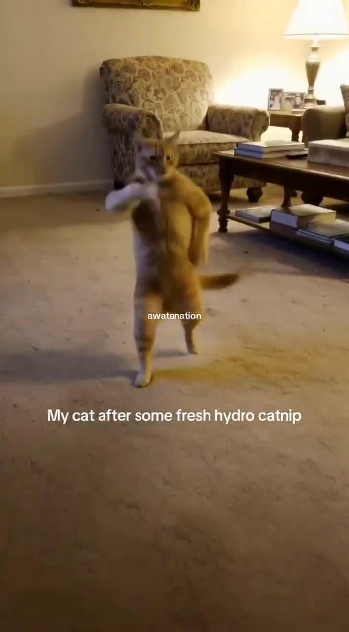 Му cat after some fresh hydro catnip