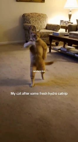 Му cat after some fresh hydro catnip