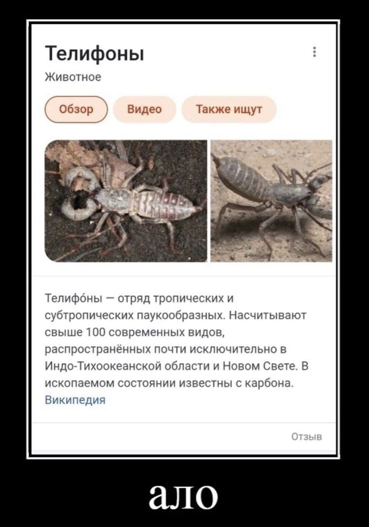Телифоны Животное Обзор Видео Также ищут и) 2- Телифоны отряд тропических и субтропических паукообразных. Насчитывают свыше 100 современных видов, распространённых почти исключительно в Индо-Тихоокеан
