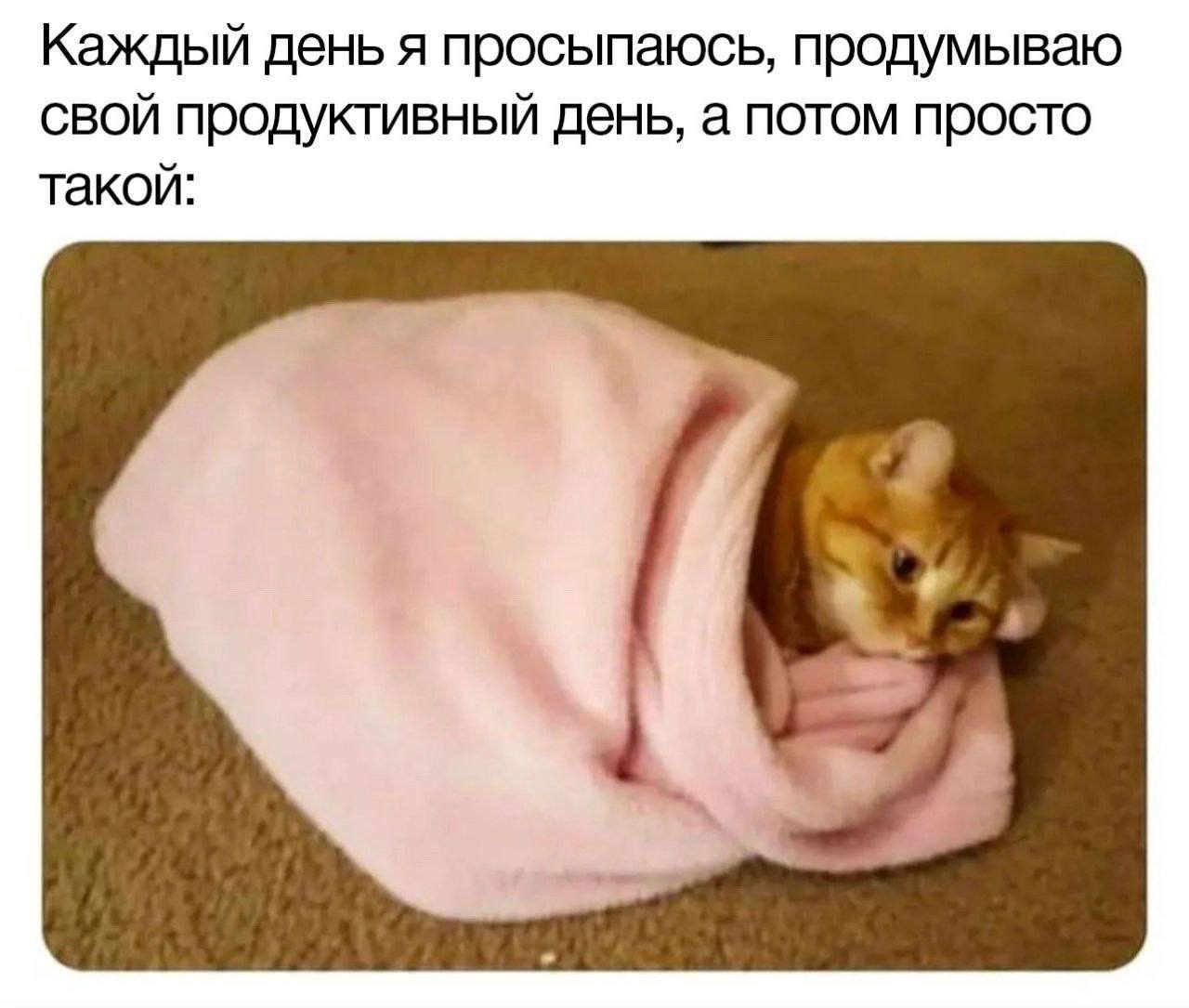 Каждый день я просыпаюсь, продумываю свой продуктивный день, а потом просто такой: