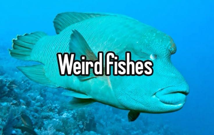 Weird Fishes