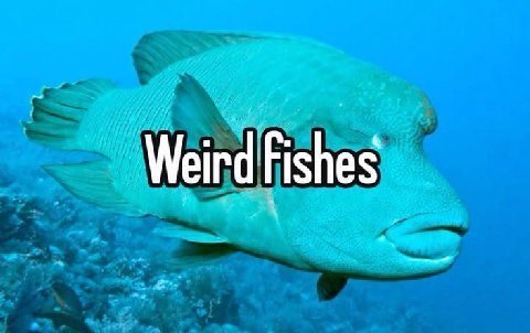 Weird Fishes