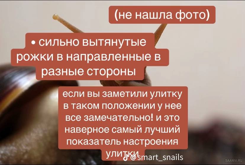 (не нашла фото) сильно вытянутые рожки в направленные в разные стороны вы заметили улитку в таком положении у нее все замечательно! и это наверное самый лучший показатель настроения Ули
