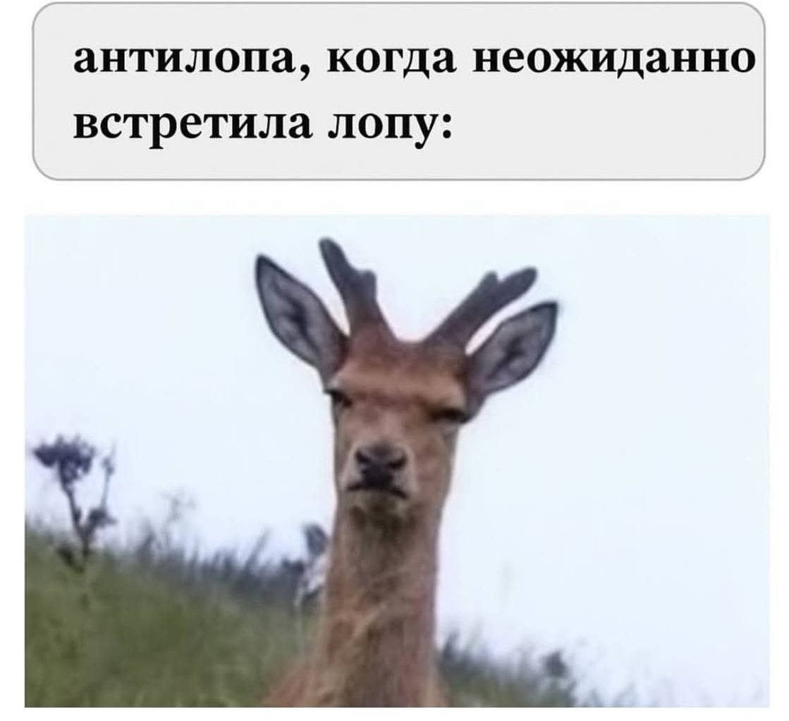 антилопа, когда неожиданно встретила лопу: