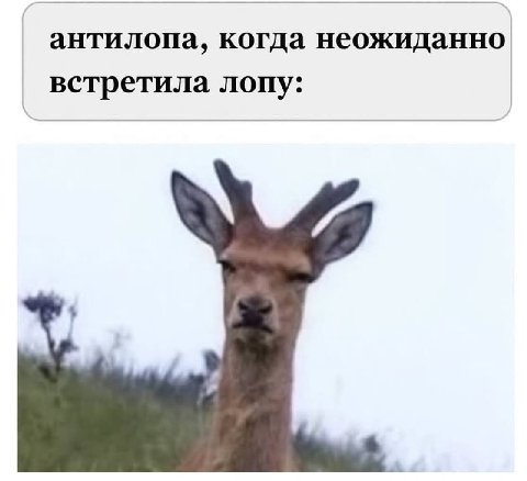антилопа, когда неожиданно встретила лопу:
