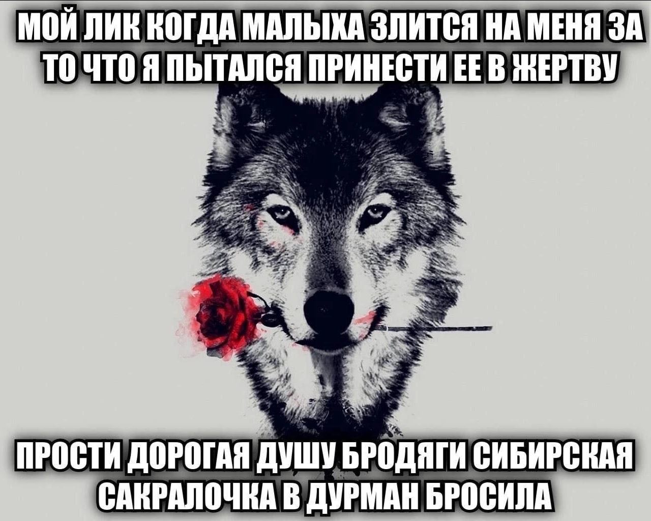 МОИ ЛИК КОГДА МАЛЫХА ЗЛИТСЯ НА МЕНЯ ЗА A ПЫТАЛСЯ ПРИНЕСТИ В ЖЕРТВУ, ПРОСТИ ДОРОГАЯ ДУШУ БРОДЯГИ СИБИРСКАЯ САКРАЛОЧКА В ДУРМАН БРОСИЛА