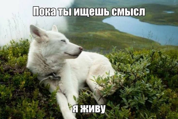 ищешь смысл Я ЖИВУ