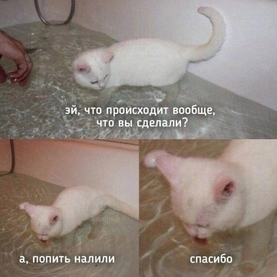 что происходит вообще, что вы сделали? а, попить налили спасибо