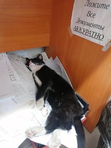 4 a 4 у