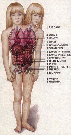 1 RIB CAGE 3 LUNGS ree 2 HEARTS 1 2 GALLBLADDERS 2 STOMACHS 1 LARGE INTESTINE 1 SMALL INTESTINE (2 2 LEFT КОМ 1 RIGHT KIDNEY 1 PELVIS 1 PAIR OF OVARIES 1 BLADDER 1 VAGINA 1 URETHRA