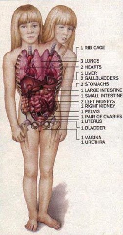 1 RIB CAGE 3 LUNGS ree 2 HEARTS 1 2 GALLBLADDERS 2 STOMACHS 1 LARGE INTESTINE 1 SMALL INTESTINE (2 2 LEFT КОМ 1 RIGHT KIDNEY 1 PELVIS 1 PAIR OF OVARIES 1 BLADDER 1 VAGINA 1 URETHRA