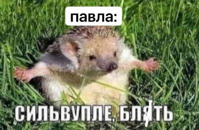 йож шакальный: существует