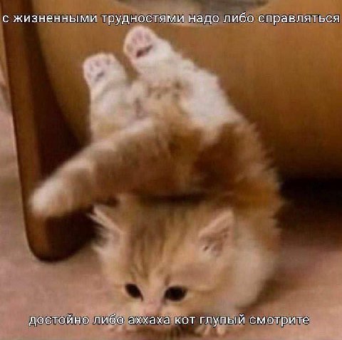 с жизненными трудностями надо либо справляться достойно либо аххаха кот глупый смотрите