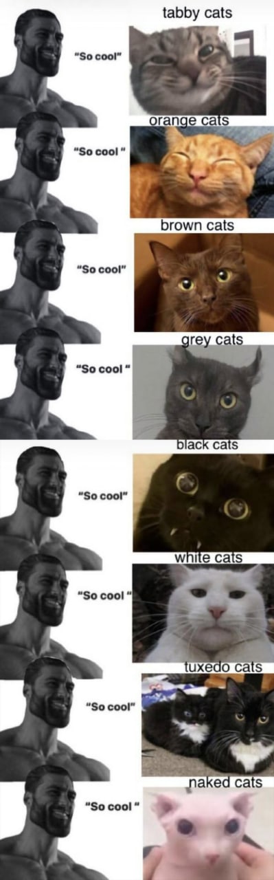 tabby cats Orange CatS “So cool brown cats “So cool” grey cats “So cool” Cats “So cool” white tuxedo cats “So cool” лакеа cats “Socool”