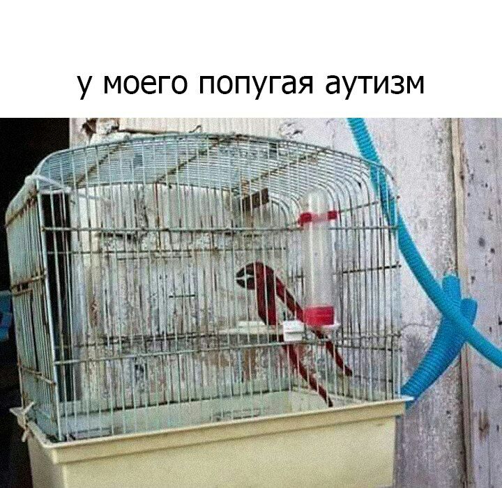 у моего попугая аутизм aay 1 ere