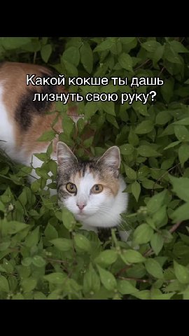 ° Какой кокше ты дашь лизнуть свою руку? Леснойкадаврик' - = иШтендель Чунявыйбецедиктавая У — Маня поничу