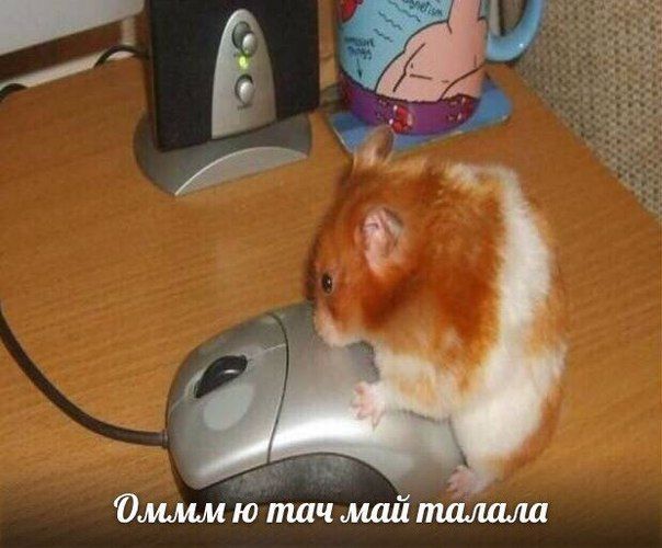 тач май талала