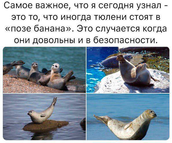 Самое важное, что я сегодня узнал это то, что иногда тюлени стоят в «позе банана». Это случается когда ОНИ ДОВОЛЬНЫ И В безопасности. 2