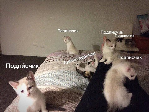 Подписчик Подписчик Подписчик Подписчик Подписчи