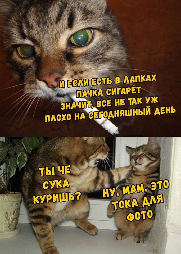 сть В ЛАПКАХ AUKA СИГАРЕТ ЗНАЧИ ВСЕ HE TAK НА ДЕНЬ ТЫ ЧЕ КУРИШЬ? TO