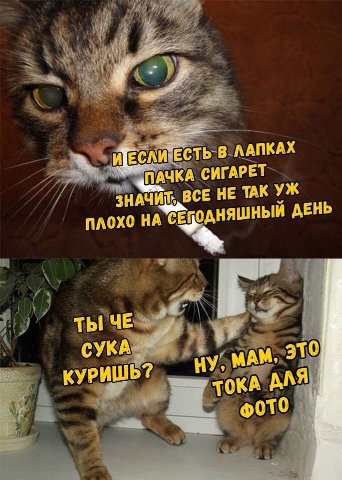 сть В ЛАПКАХ AUKA СИГАРЕТ ЗНАЧИ ВСЕ HE TAK НА ДЕНЬ ТЫ ЧЕ КУРИШЬ? TO