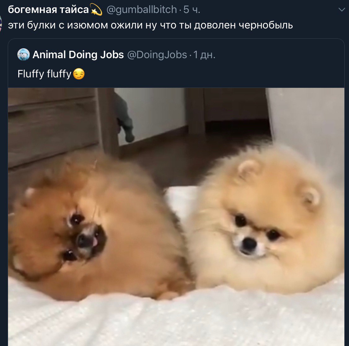 богемная тайса эти булки с изюмом ожили ну что ты доволен чернобыль Animal Doing Jobs Fluffy fluffy