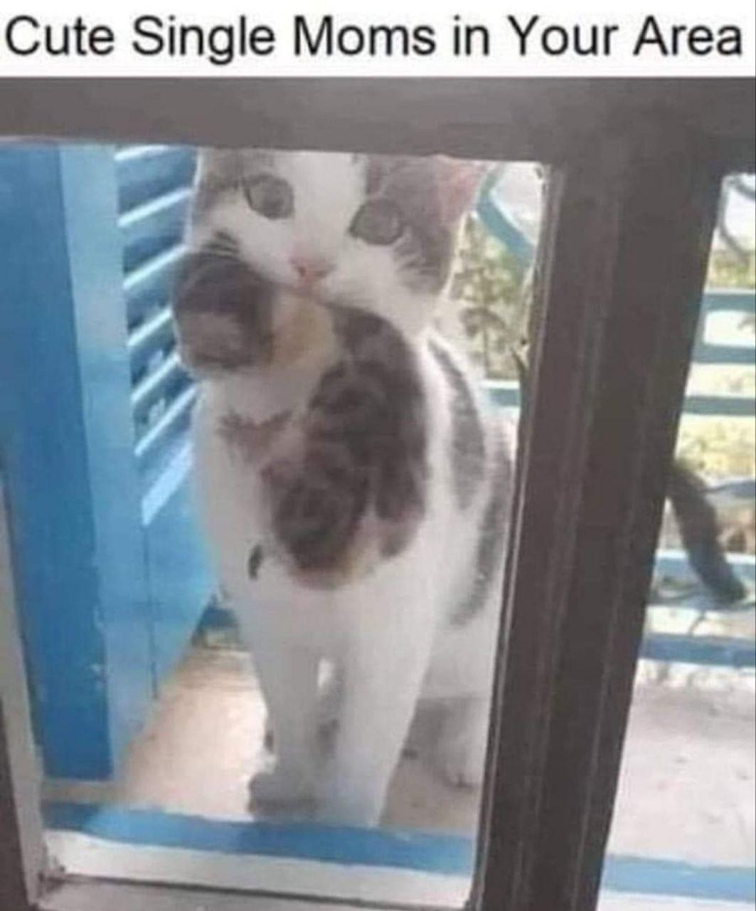 Cute Single Moms in Your Area