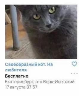 Своеобразный кот. любителя Бесплатно Екатеринбург, р-нВерх-Исетский 7 августа 07:37