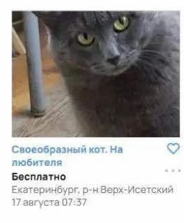 Своеобразный кот. любителя Бесплатно Екатеринбург, р-нВерх-Исетский 7 августа 07:37