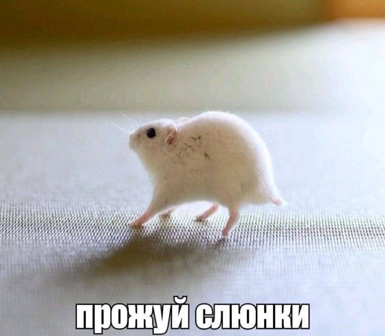 Why прожуислюнки