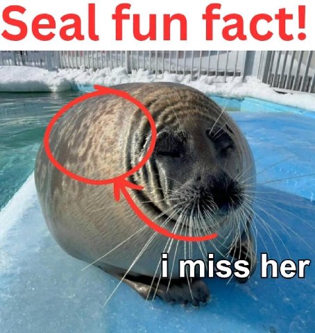 Seal fun her