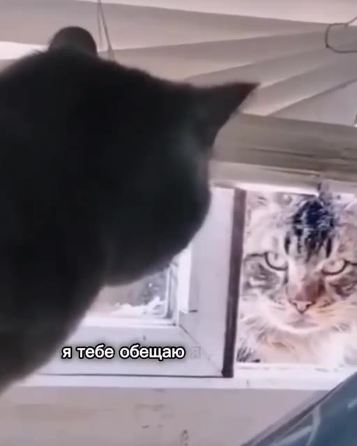 я тебе{обещаю) i.