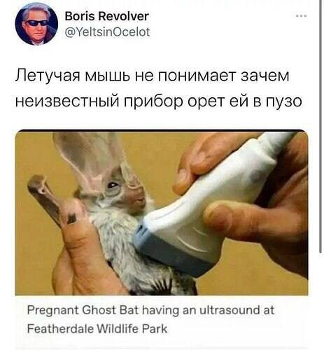 Boris Revolver @YeltsinOcelot Летучая мышь не понимает зачем неизвестный прибор орет в пузо у Pregnant Ghost Bat having an ultrasound at Featherdale Wildlife Park