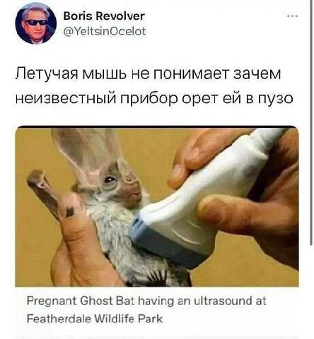 Boris Revolver @YeltsinOcelot Летучая мышь не понимает зачем неизвестный прибор орет в пузо у Pregnant Ghost Bat having an ultrasound at Featherdale Wildlife Park