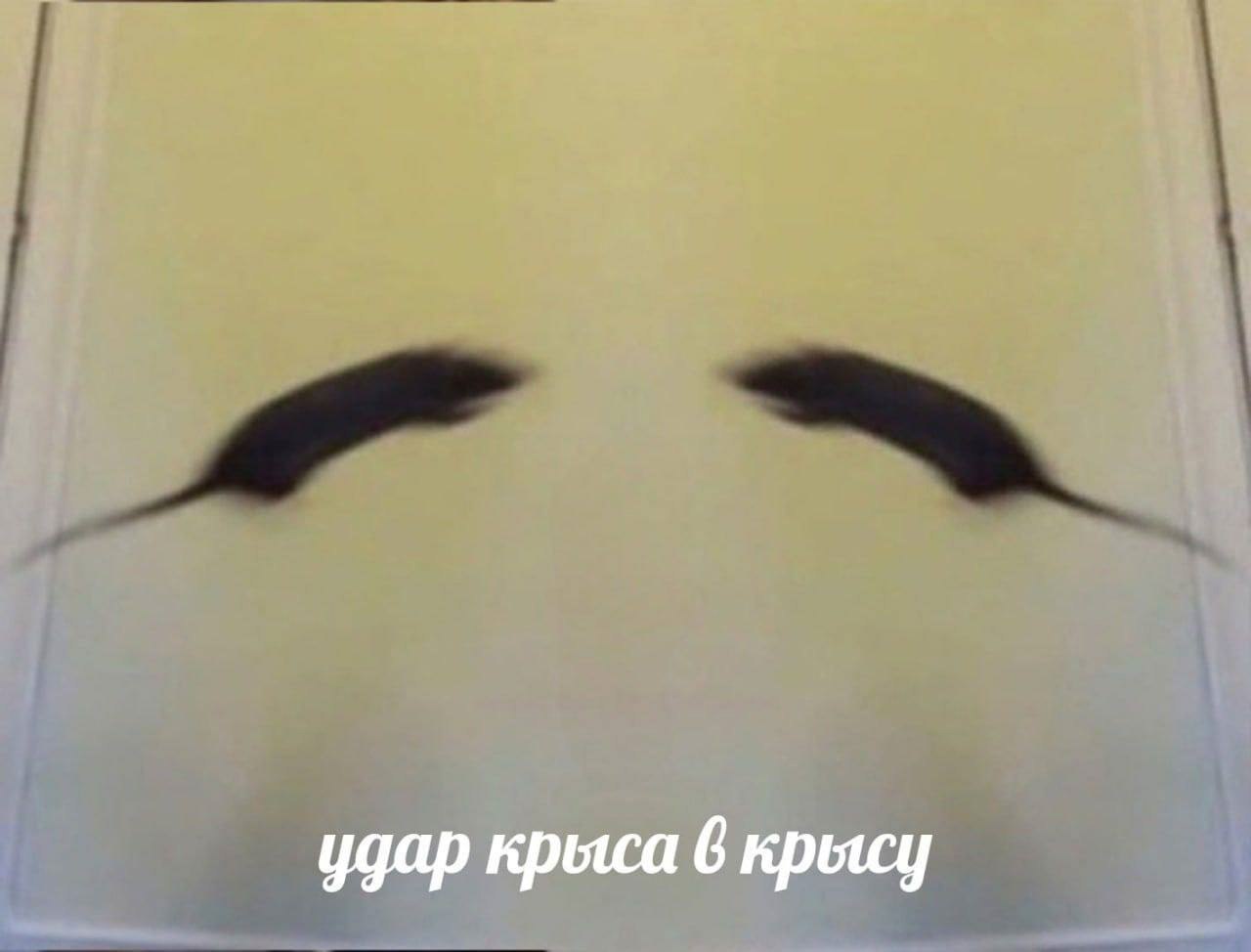 удар крыса 6 крысу